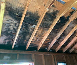 mold on roof
